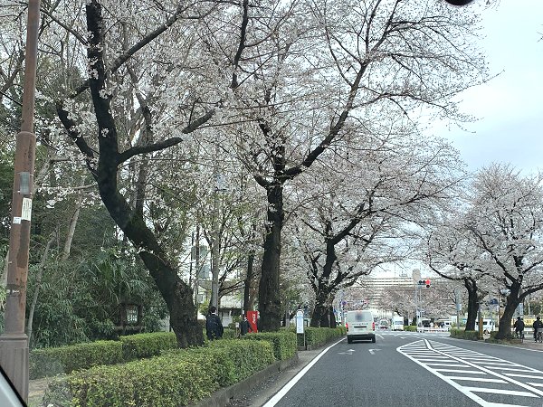 桜の季節